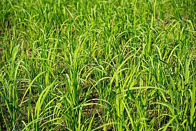 《女神异闻录5R》Xbox版6分钟实机演示 流畅60帧