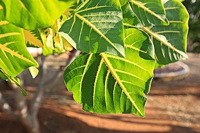 《命运2》新资料片上线 三部DLC限时免费开放